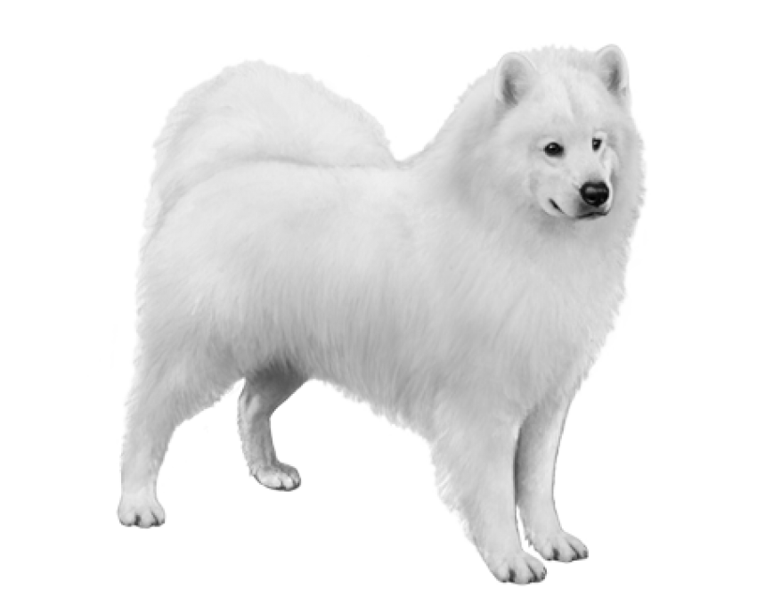 Samoyed Dog Full Grown PNG Images HD