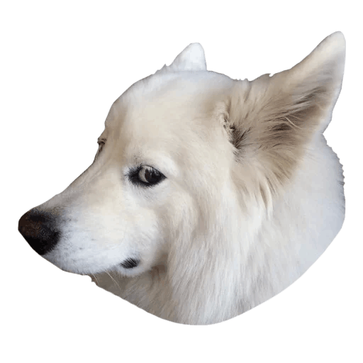 Samoyed Dog Full Grown PNG Images