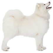 Samoyed Hund PNG Clipart