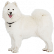 Samoyed Dog Png бесплатное изображение