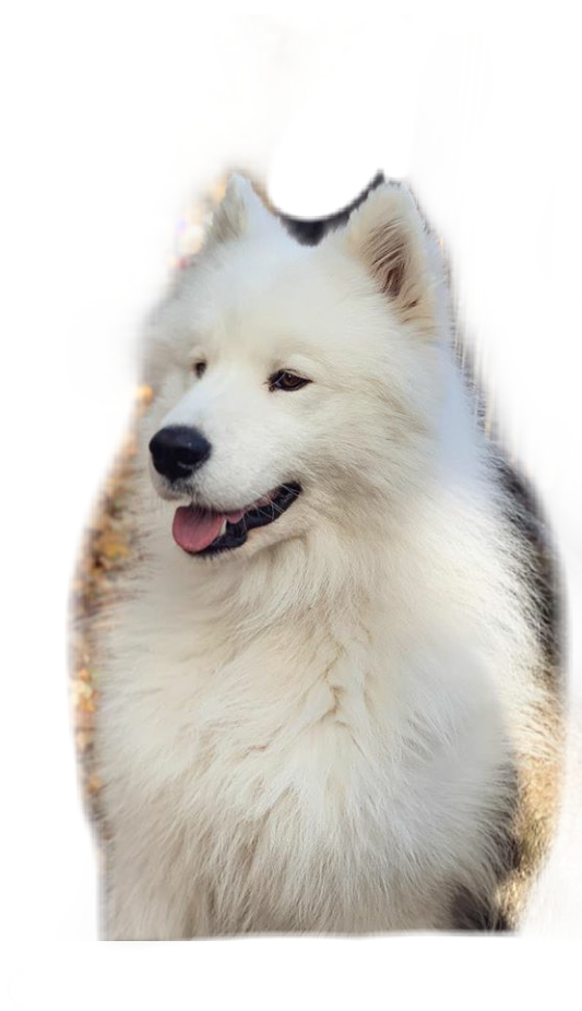 Samoyed Dog PNG Images