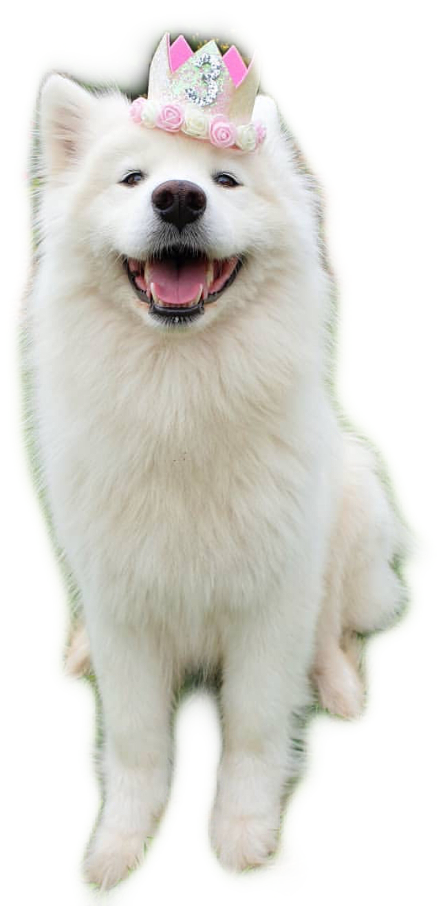 Samoyed Dog PNG Photo