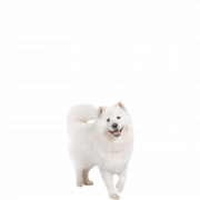 Samoyed Dog Png Pic