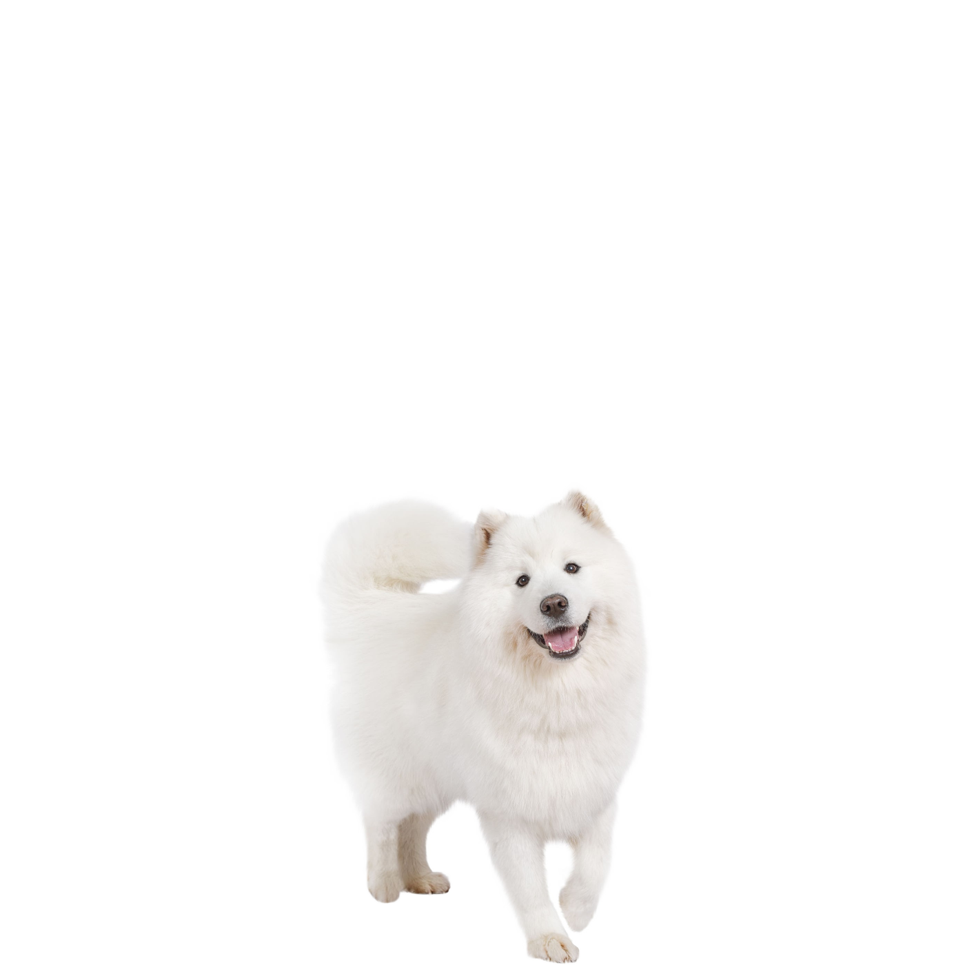 Samoyed Dog PNG Pic