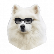 Samoyed Dog Png Picture