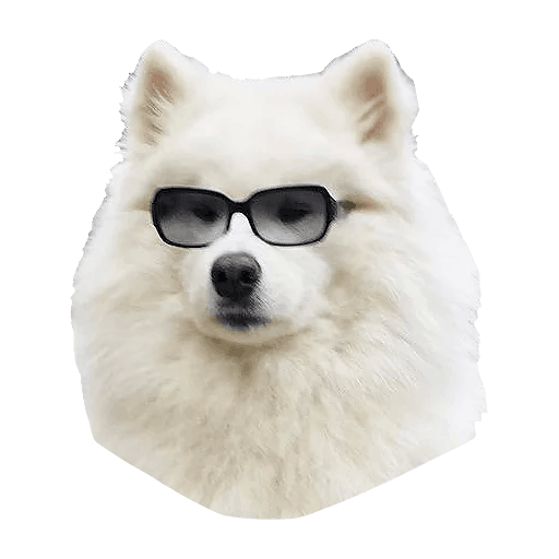 Samoyed Dog PNG Picture