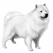 Самудская собака белая