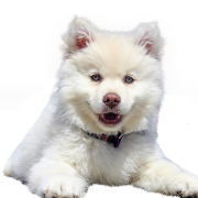 Самоат -собака белый пнн