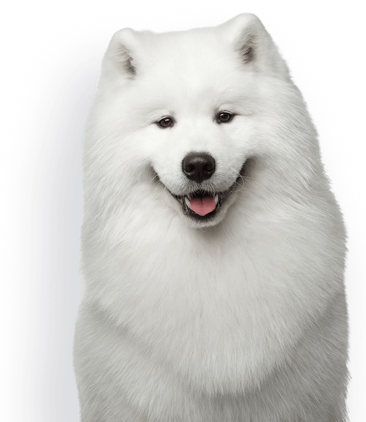 Samoyed Dog White PNG Clipart