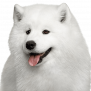 Samoyed Dog White Png файл