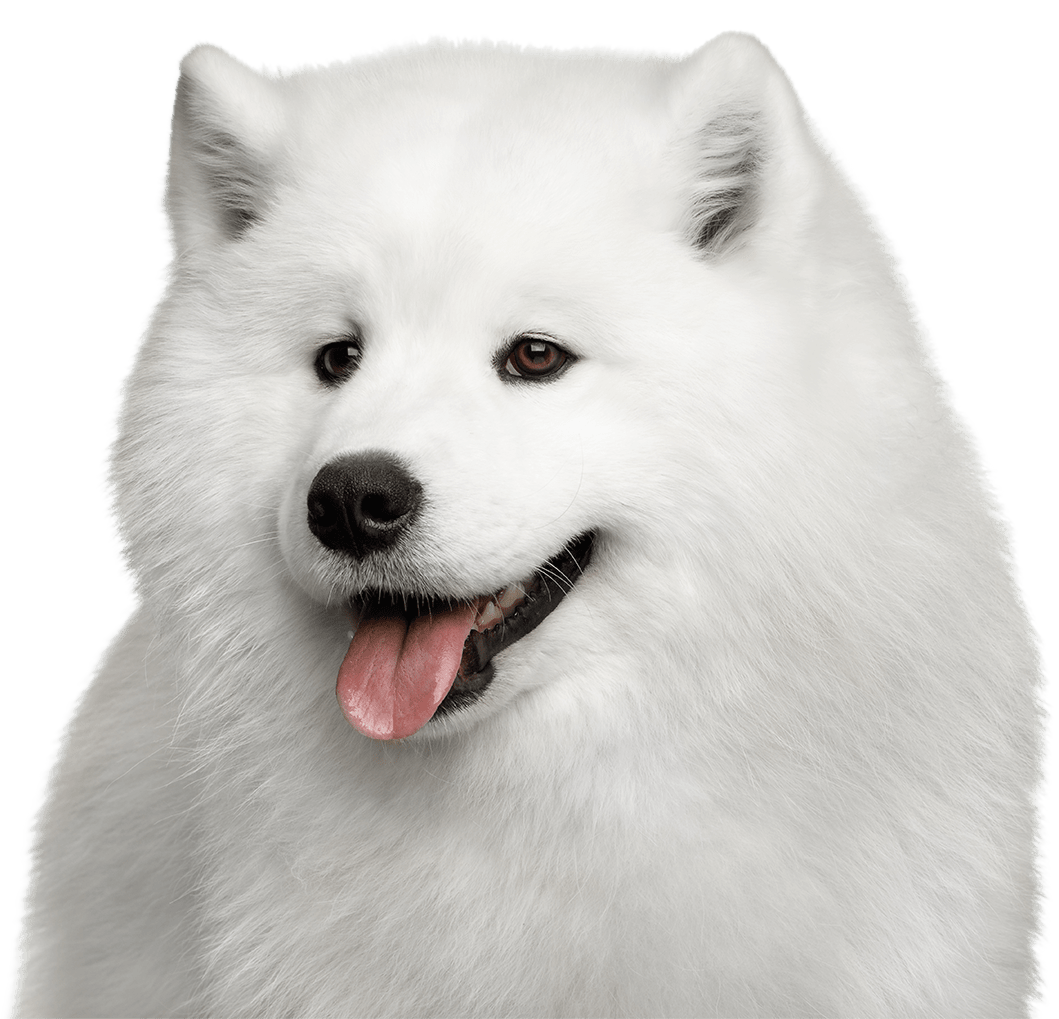 Samoyed Dog White PNG File