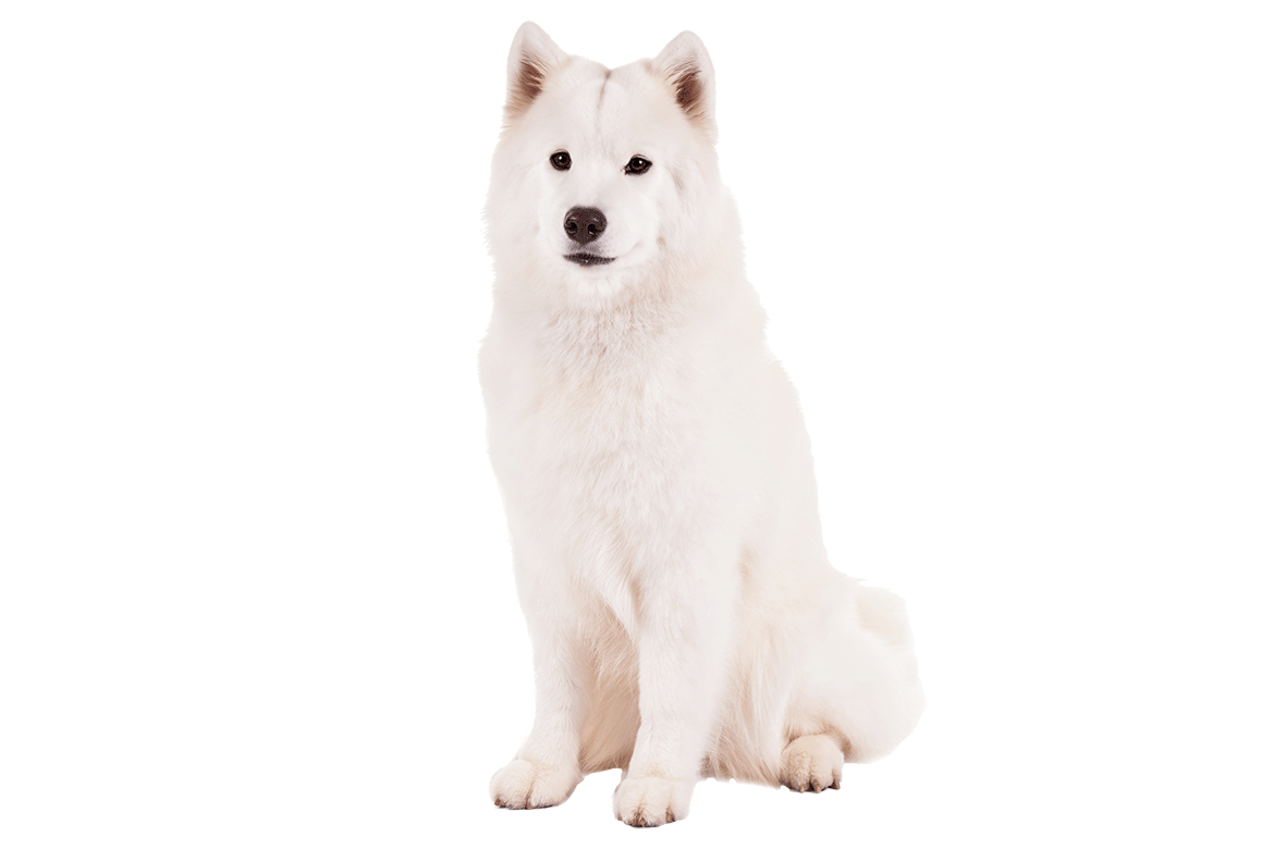 Samoyed Dog White PNG Images