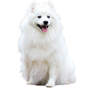 Samoyed Dog White Png фото