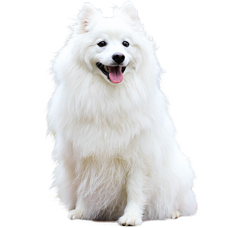 Samoyed Dog White Png фото