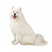 Samoyed Dog White Png Pic