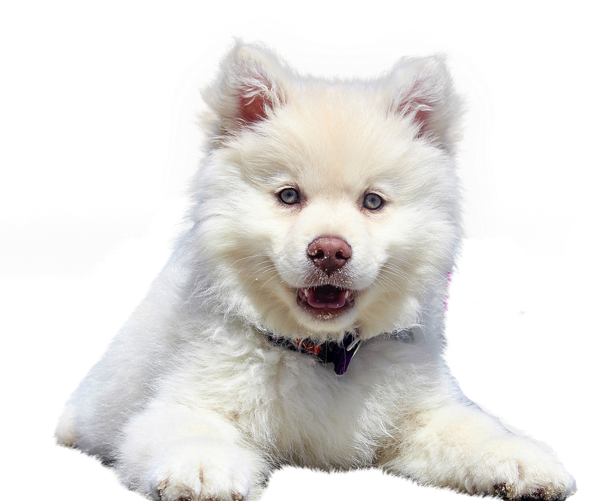 Самоат -собака белый пнн