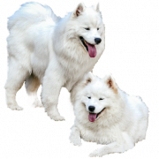 Самудская собака белая прозрачная