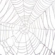 Spider Web No Background