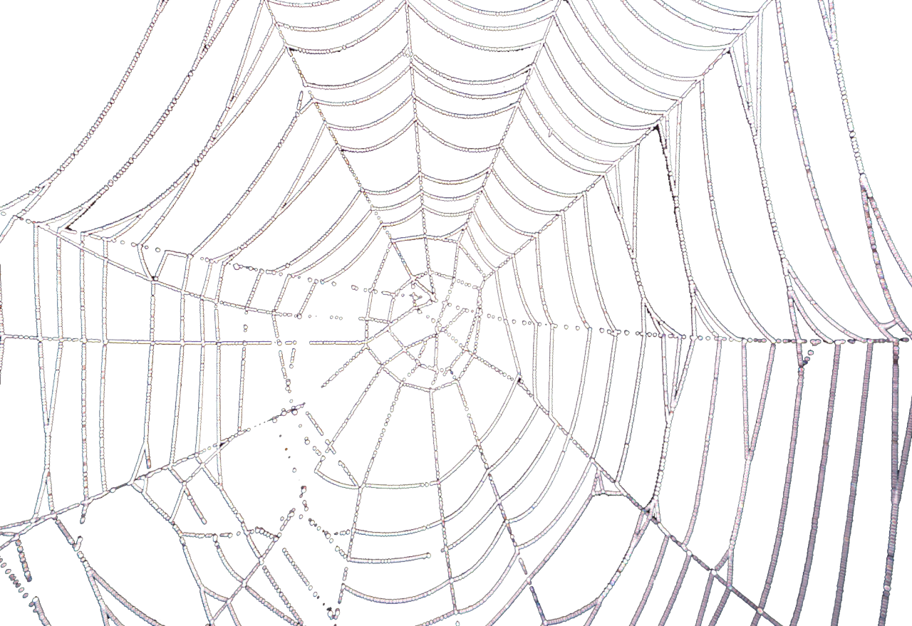 Spider Web No Background