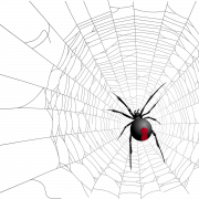 Spider Web PNG HD Image