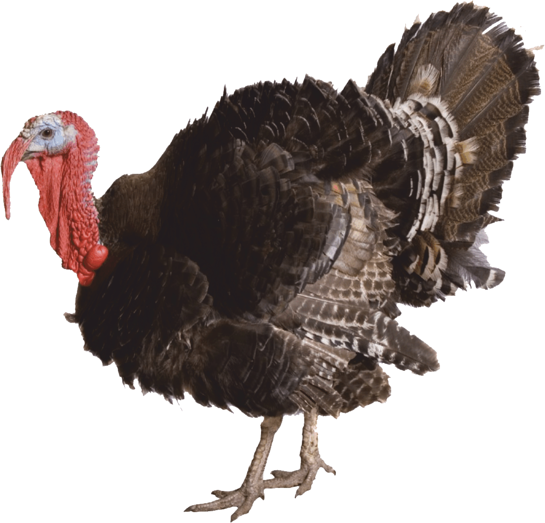 Turkey PNG Images HD