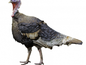 Turkey PNG Pic