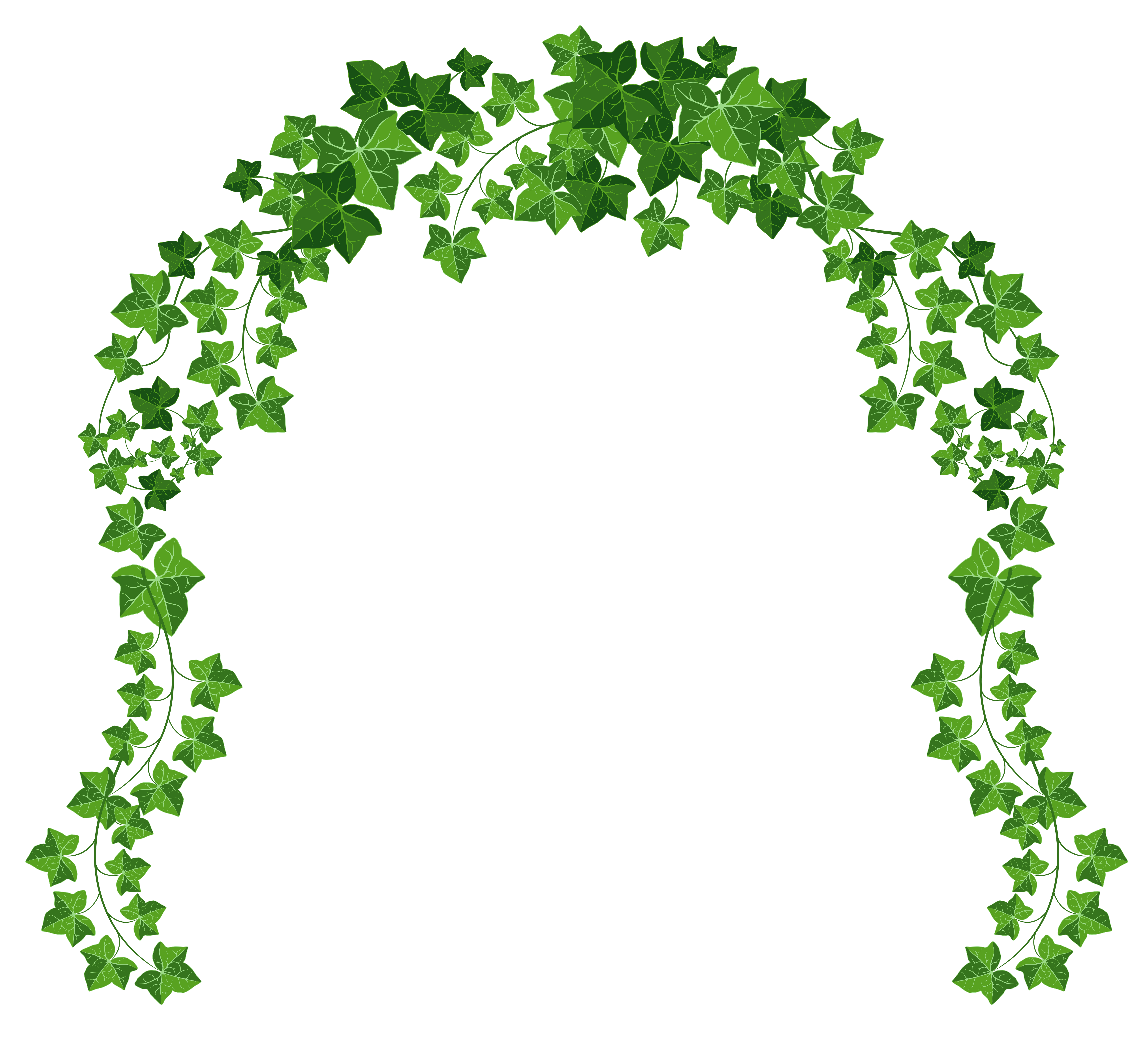 Vines PNG Pic