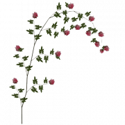 Vines PNG Picture
