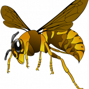 Wasp Bee