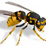 Wasp Bee PNG Clipart