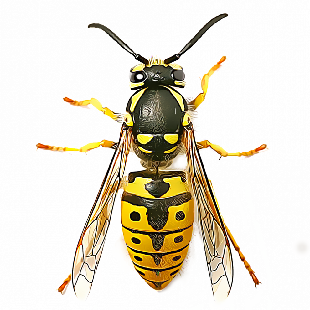 Wasp Bee PNG Cutout