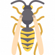 Wasp Bee PNG File