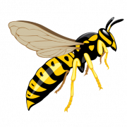 Wasp Bee PNG HD Image