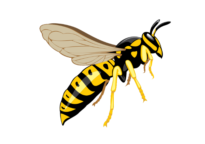 Wasp Bee PNG HD Image
