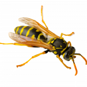 Wasp Bee PNG Image
