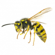 Wasp Bee PNG Image HD