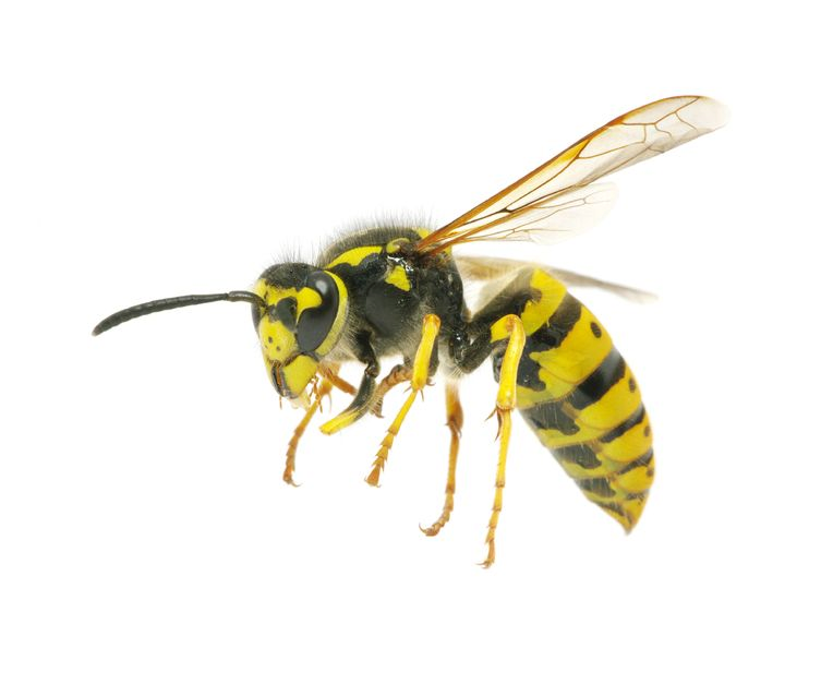 Wasp Bee PNG Image HD