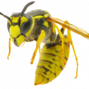 Wasp Bee PNG Pic