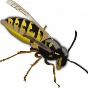 Wasp Bee PNG Picture