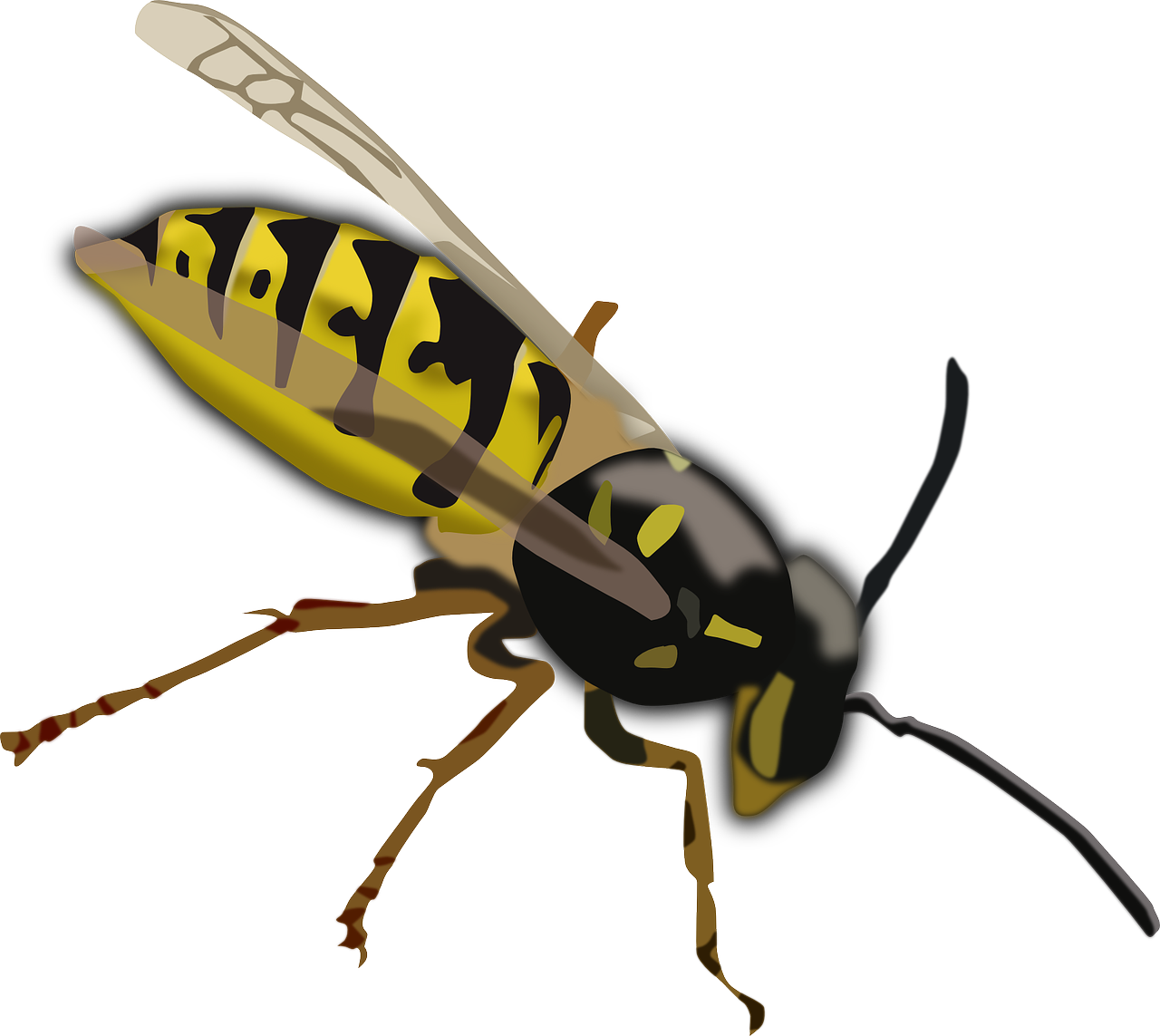 Wasp Bee PNG Picture