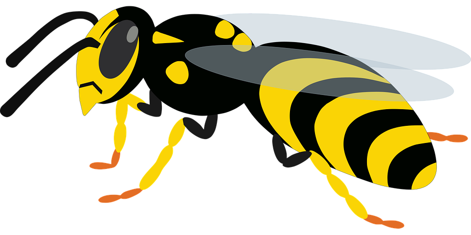 Wasp Bee PNG