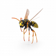 Wasp Hornet No Background