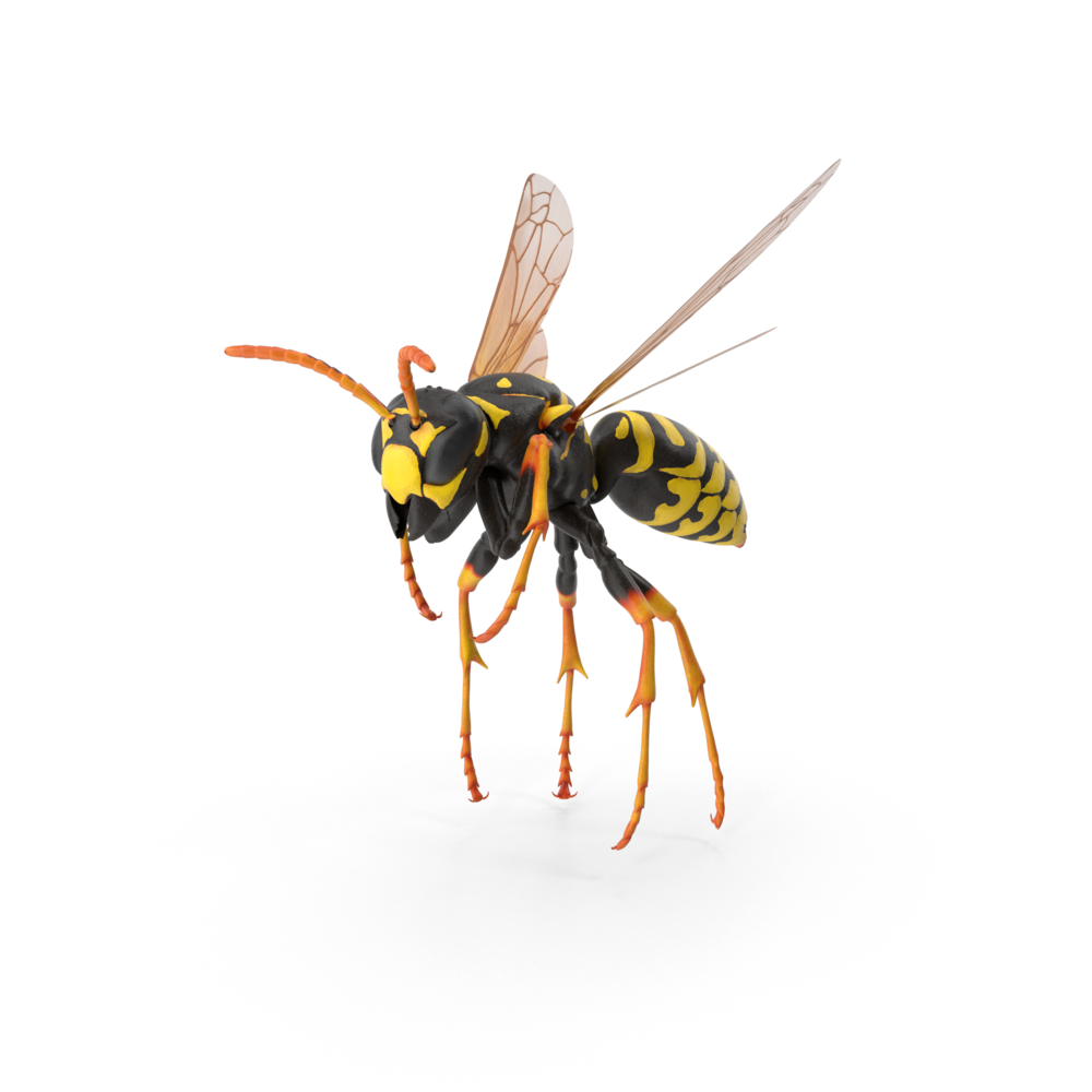 Wasp Hornet No Background