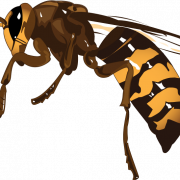 Wasp Hornet PNG Clipart