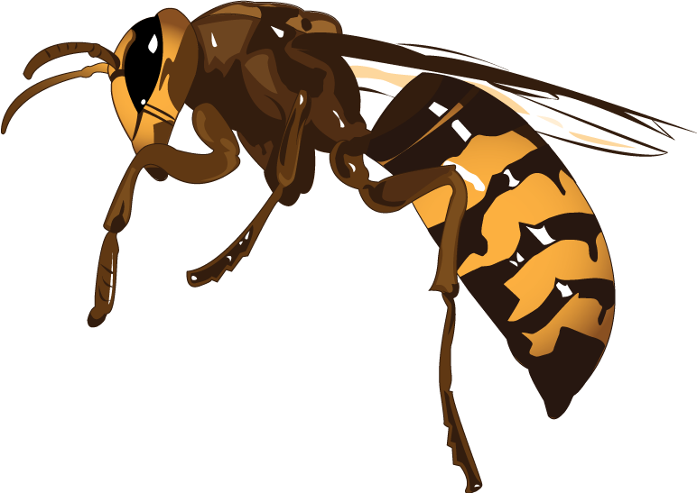 Wasp Hornet PNG Clipart
