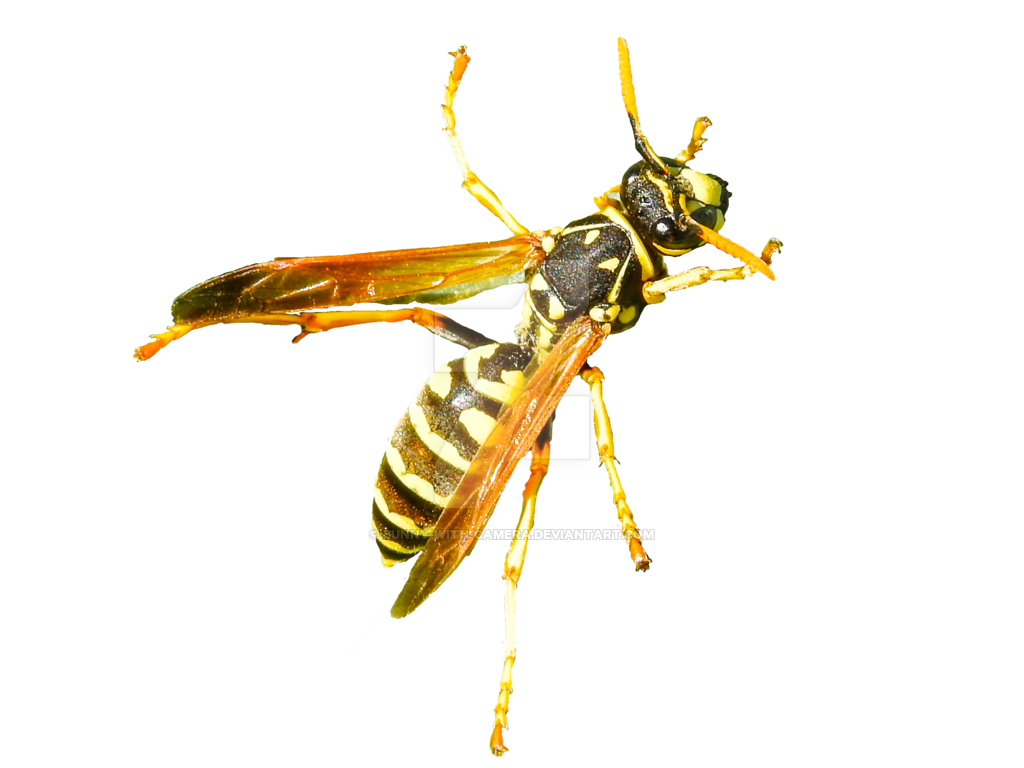 Wasp Hornet PNG HD Image