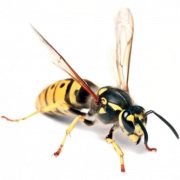 Wasp Hornet PNG Image