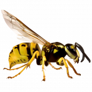 Wasp Hornet PNG Image HD
