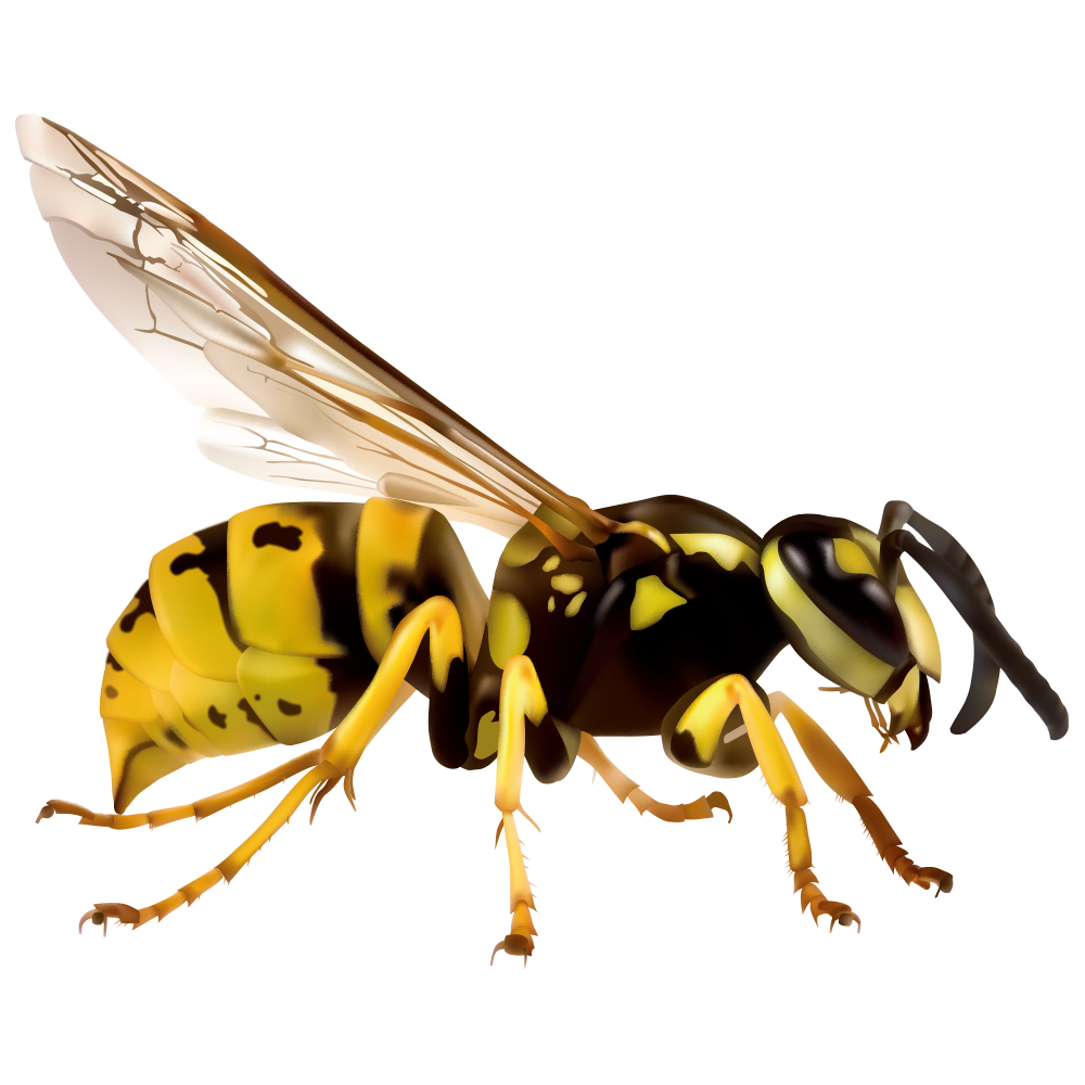 Wasp Hornet PNG Image HD