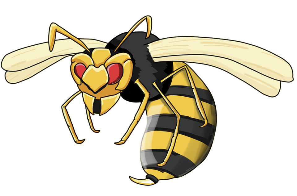 Wasp Hornet PNG Picture